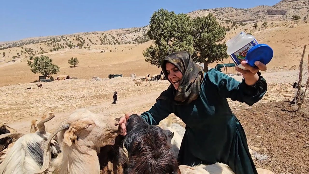 Challenges and successes of nomadic women in animal husbandry: striving for survival
