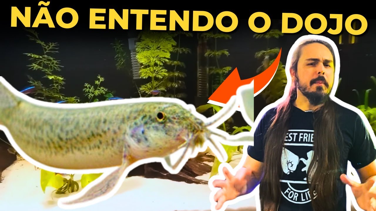 🔴NÃO ENTENDO POR QUE INSISTEM NO PEIXE DOJÔ |Mr. Betta|