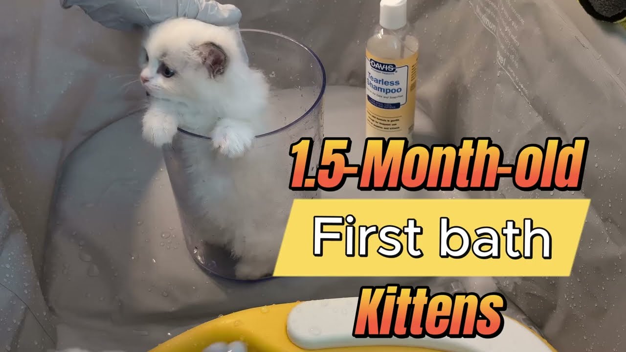 1st time Bath a 46-day-old Ragdoll kitten is easy; early experiences help them not fear baths later.