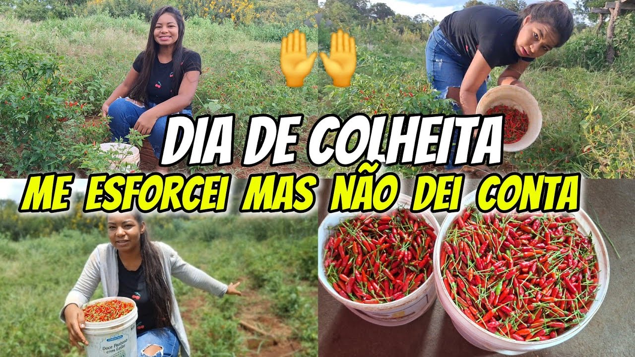 FUI pra ROÇA colher pimenta || trabalhador rural não para || VIDA NA ROÇA 
