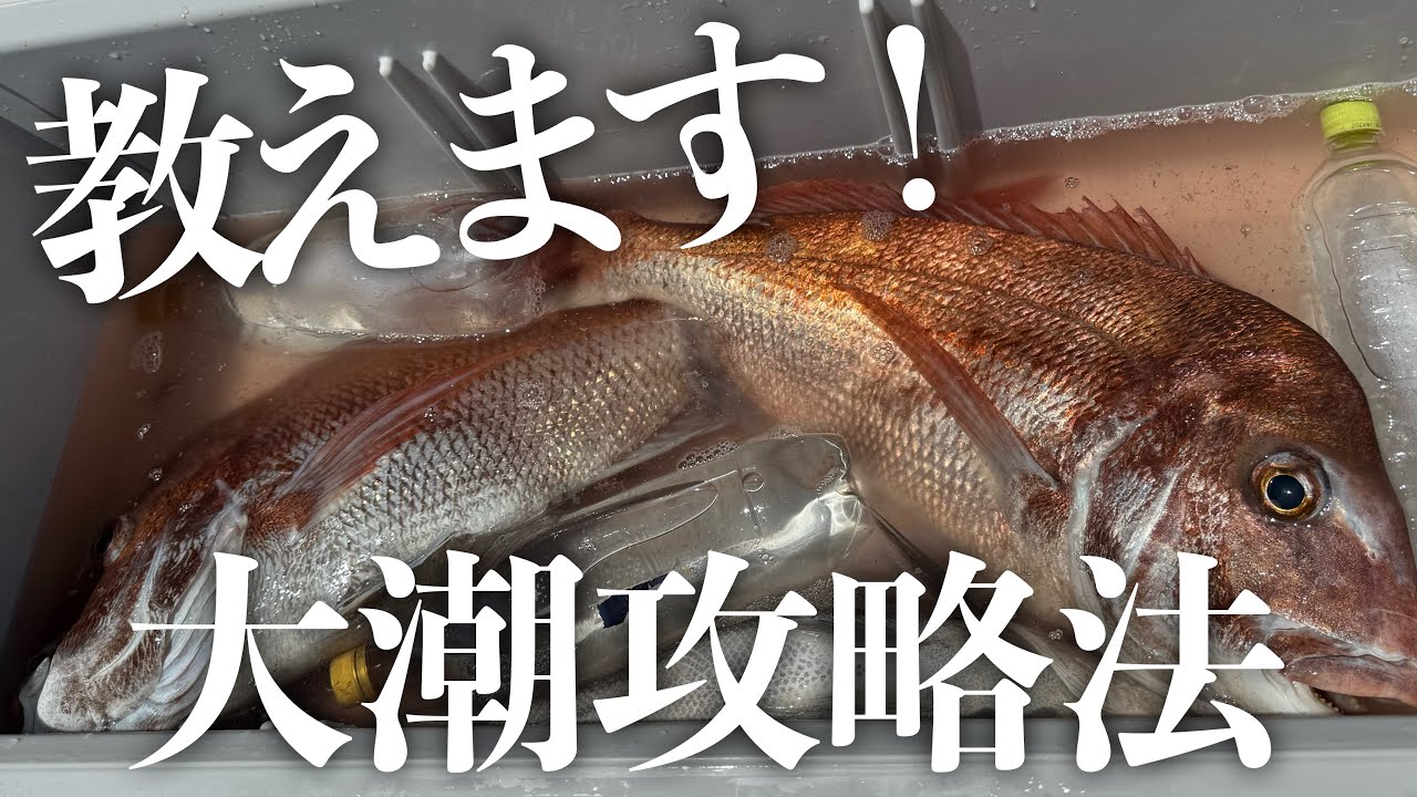 【乗っ込み終盤】瀬戸内大鯛狙える今、大潮のチャンスは◯◯！！【タイラバ エボシ340 辻堂加工】