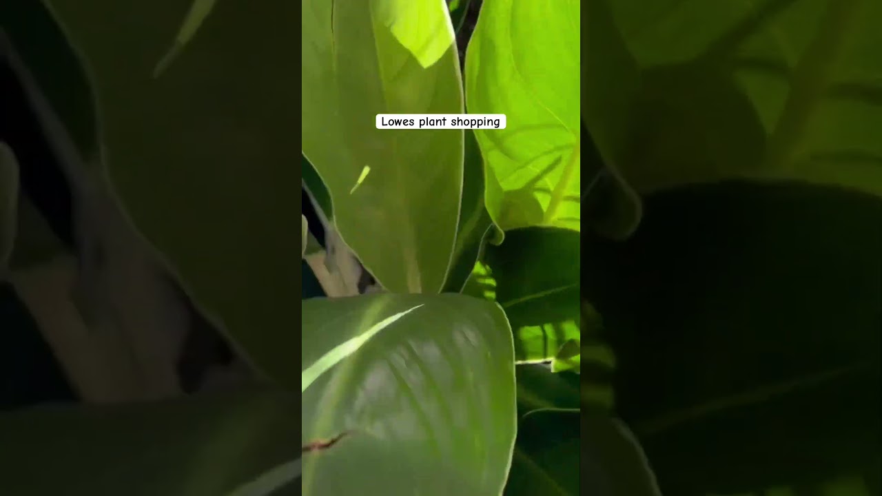 Big box stores plant shopping 