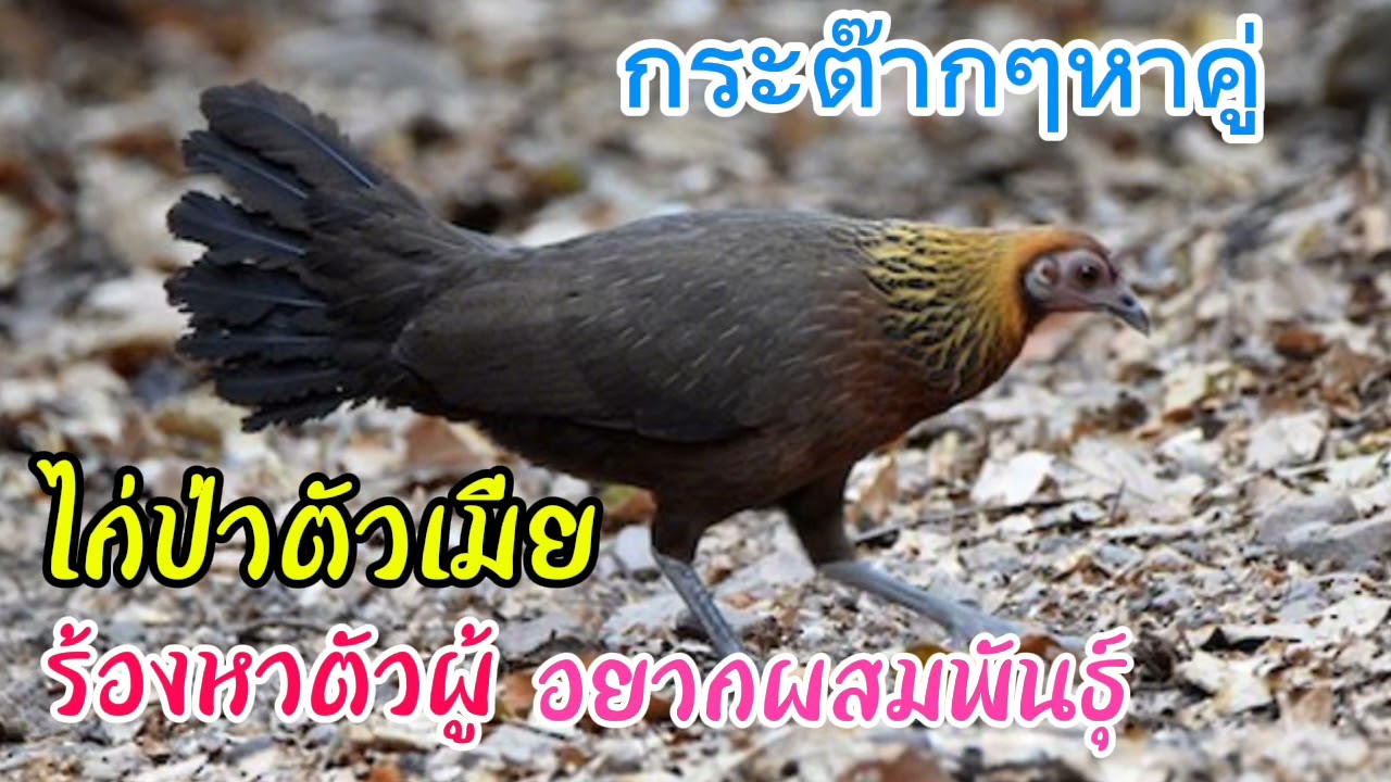 เสียงไก่ป่าตัวเมีย กระต๊ากหาคู่อยากผสมพันธุ์(เสียงนี้เพราะมากชัดมาก)ได้ผมจริง100%