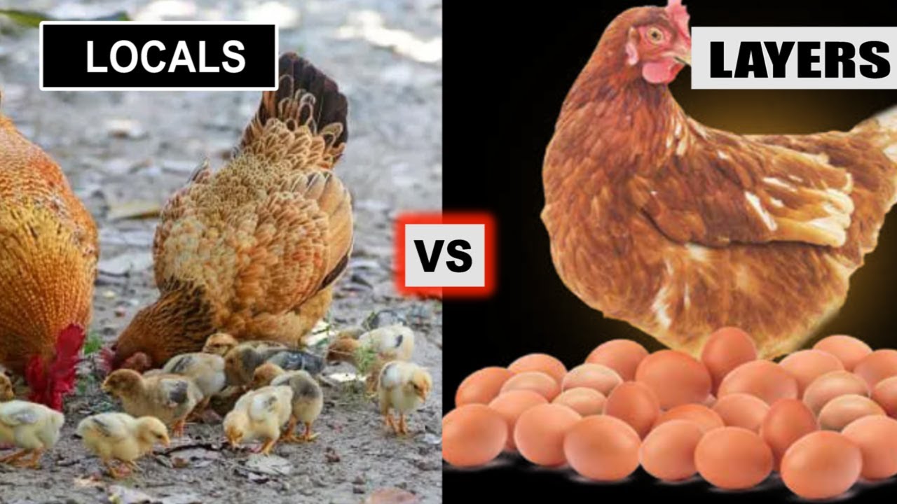 Chickens - Why it is the BEST Farming Business you can do.  Dr. Isa Luigare
