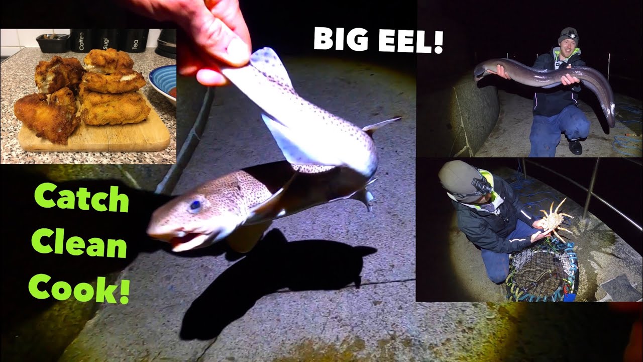CATCH, CLEAN, COOK - Shark / Dogfish , Big Conger Eel in Crab Pot with a SPIDER CRAB !
