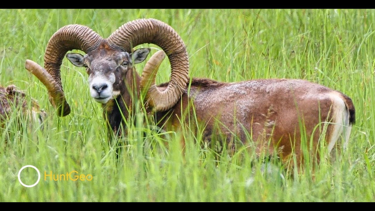 Mouflon in Austria and Slovakia