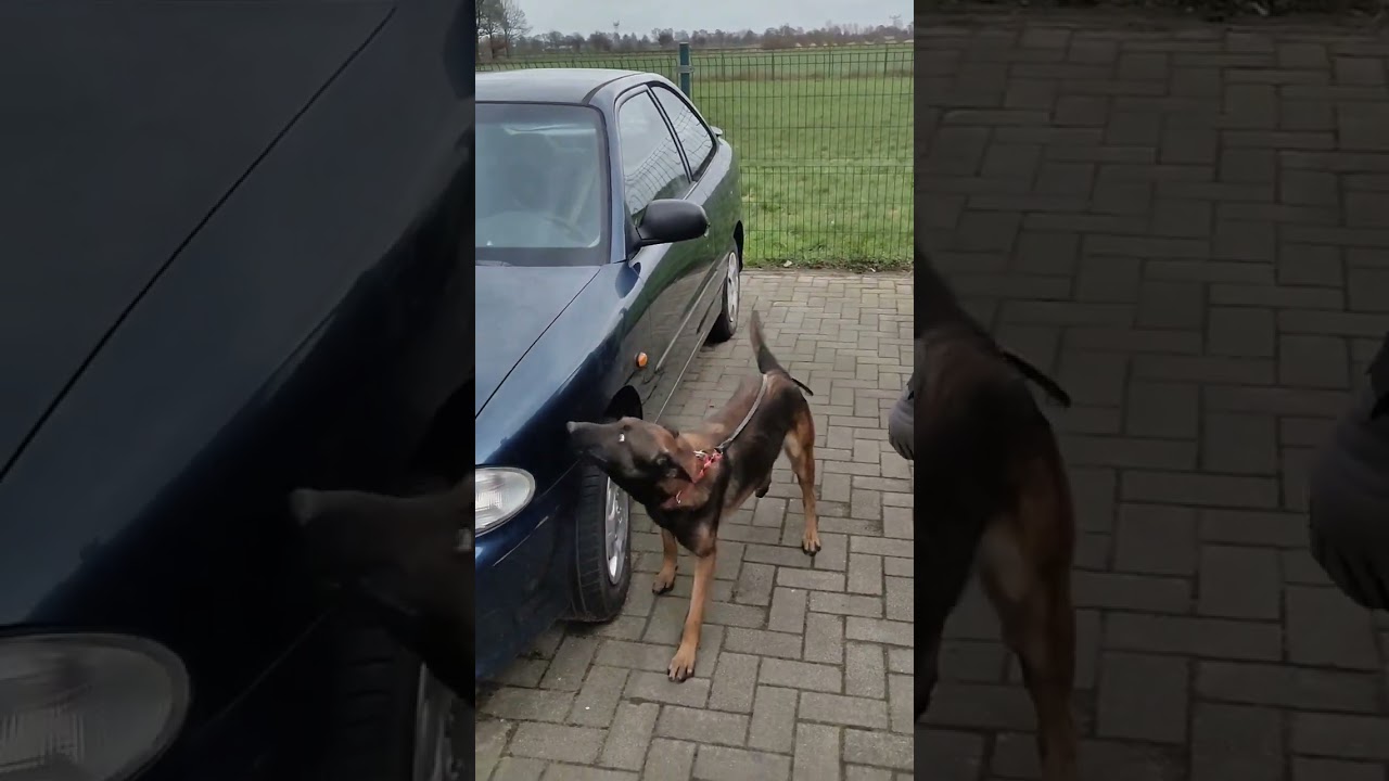 Proper Vehicle Search | Detection Dogs Training by Avinash in Holland | Reward K9