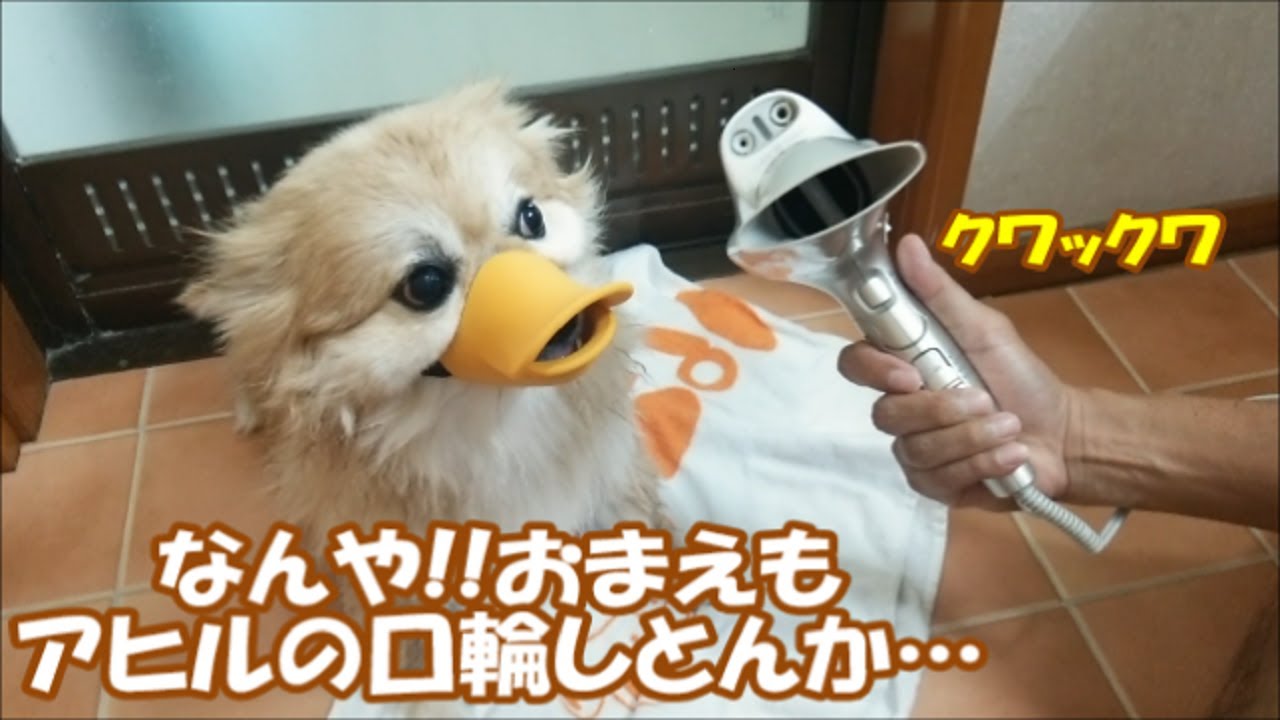 すぐキレるポメラニアン39 俺様の獣臭どこいってん!?(38の後半)