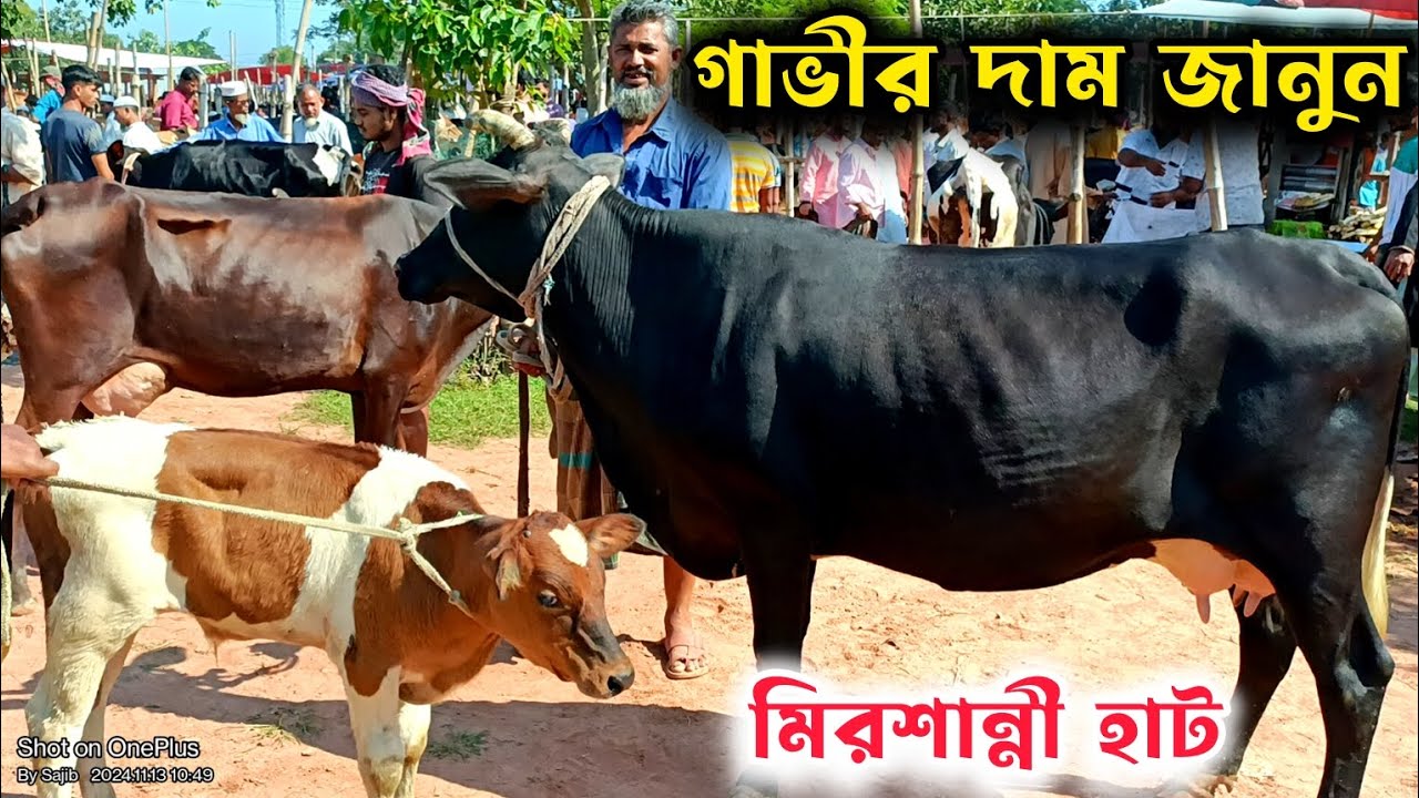 কুমিল্লার মিরশান্নী গরুর বাজার থেকে উন্নত জাতের হলেস্টিয়ান ফ্রিজিয়ান গাভীর দাম জানুন | গরুর হাট ২০২৪