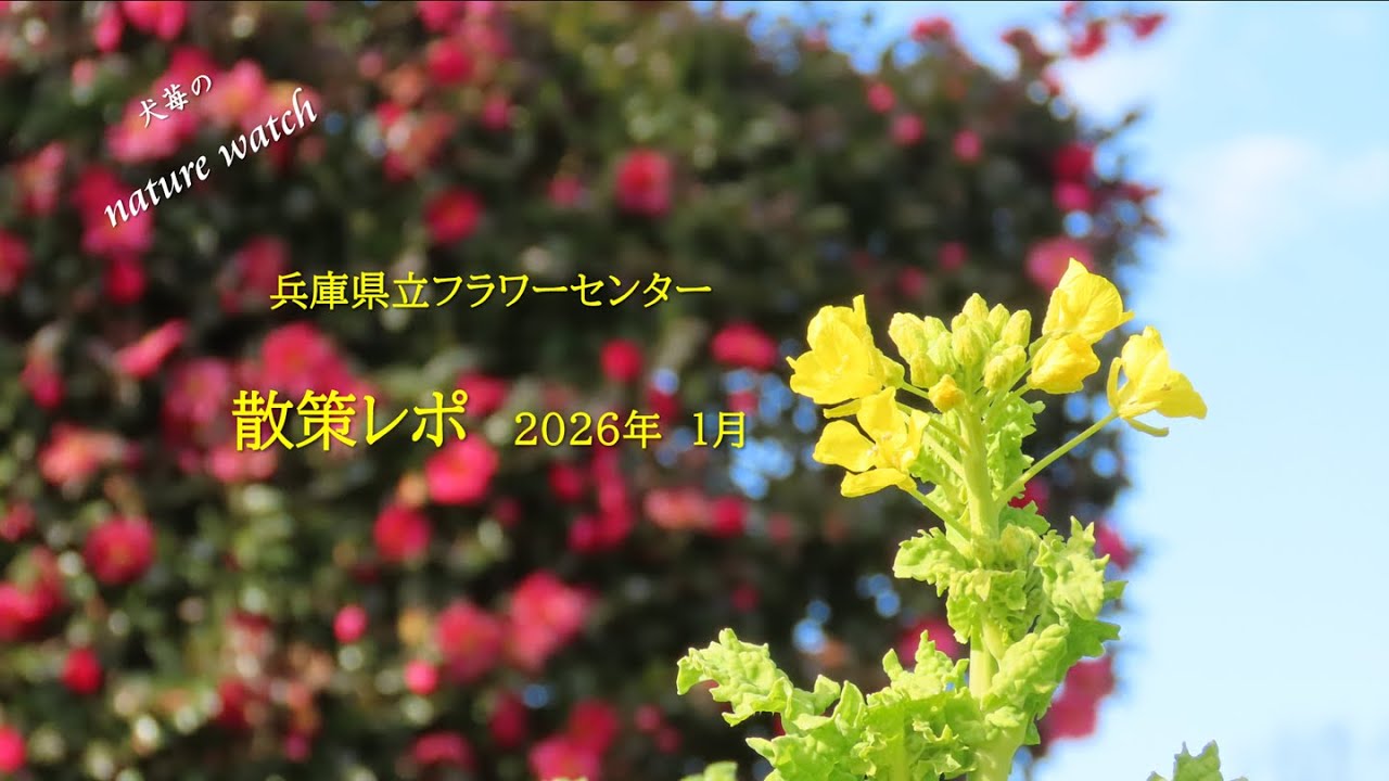 フラワーセンターレポ2026年1月