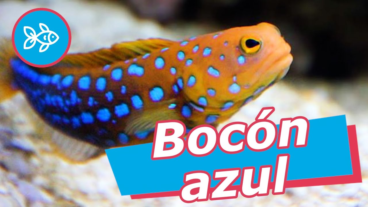 Pez BOCÓN azul · Opistognathus rosenblatti [ MARINO ]