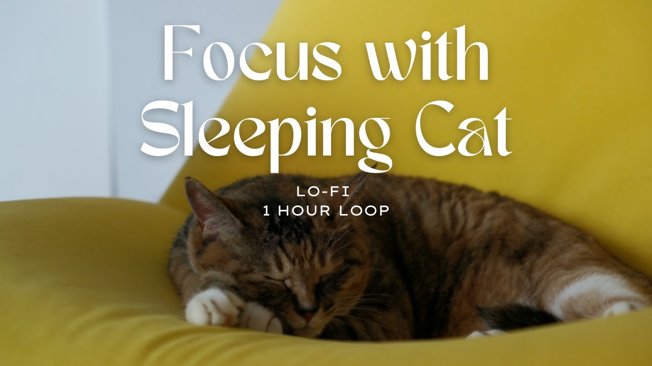 Deep Focus with Sleeping Cat  | Lo-fi 1 Hour Loop