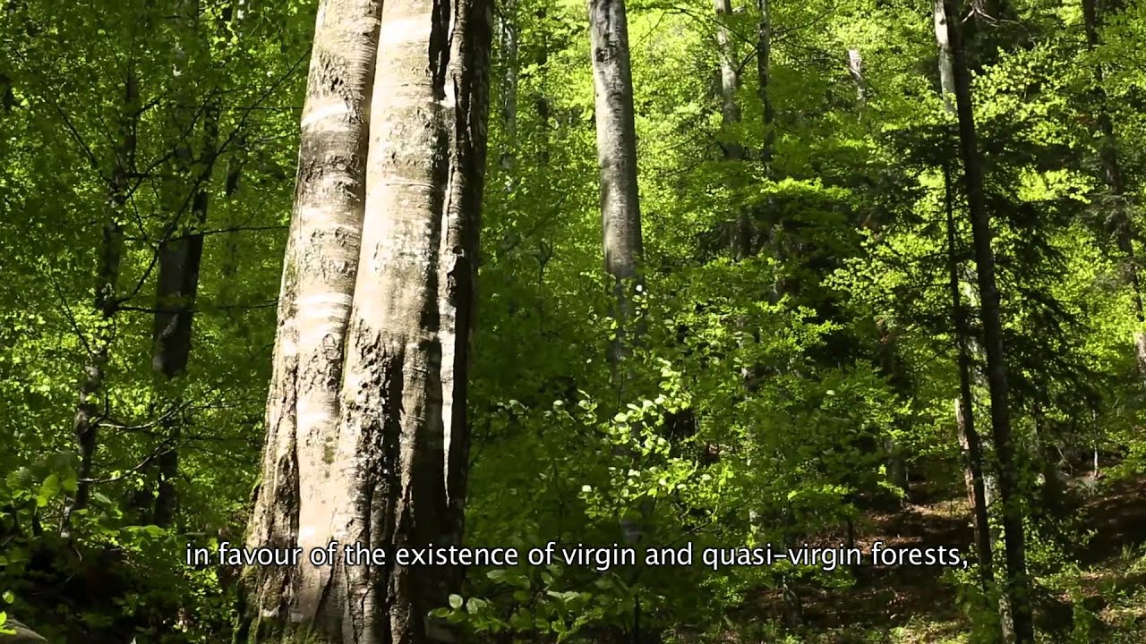 Situl Natura 2000 Munții Făgăraș și habitatele forestiere