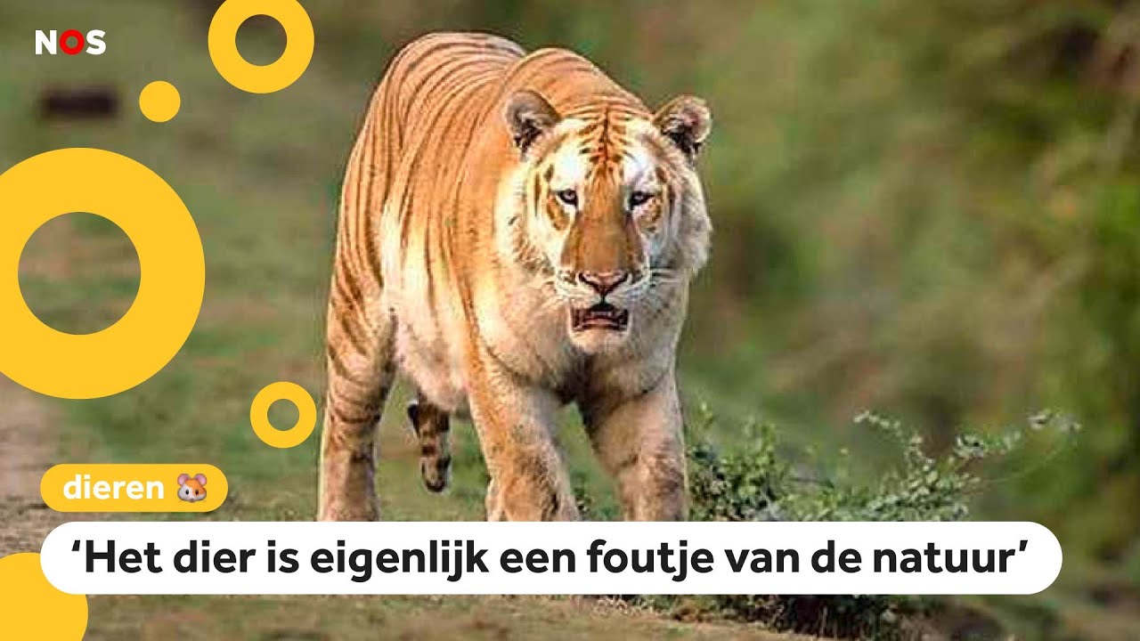 Zeldzame gouden tijger gespot, maar dat is geen goed nieuws