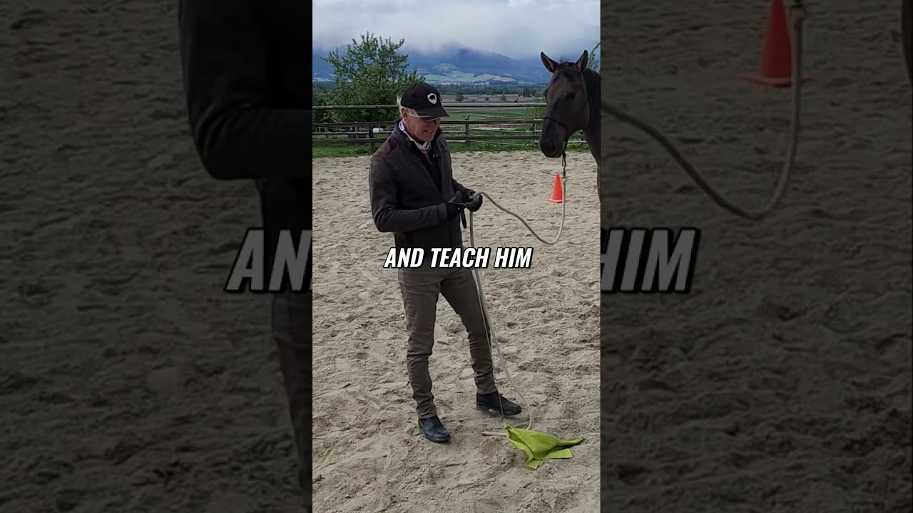 Windy Day horse Training: Focus & Trust Techniques