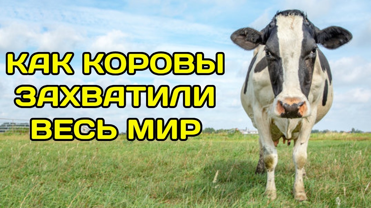 Как коровы приручили человечество