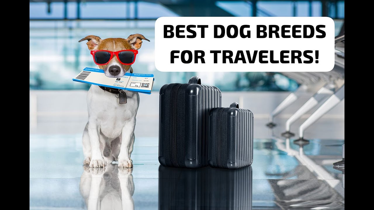 Best Dog Breeds for Travelers! #travelwithyourdog #doglover #dog