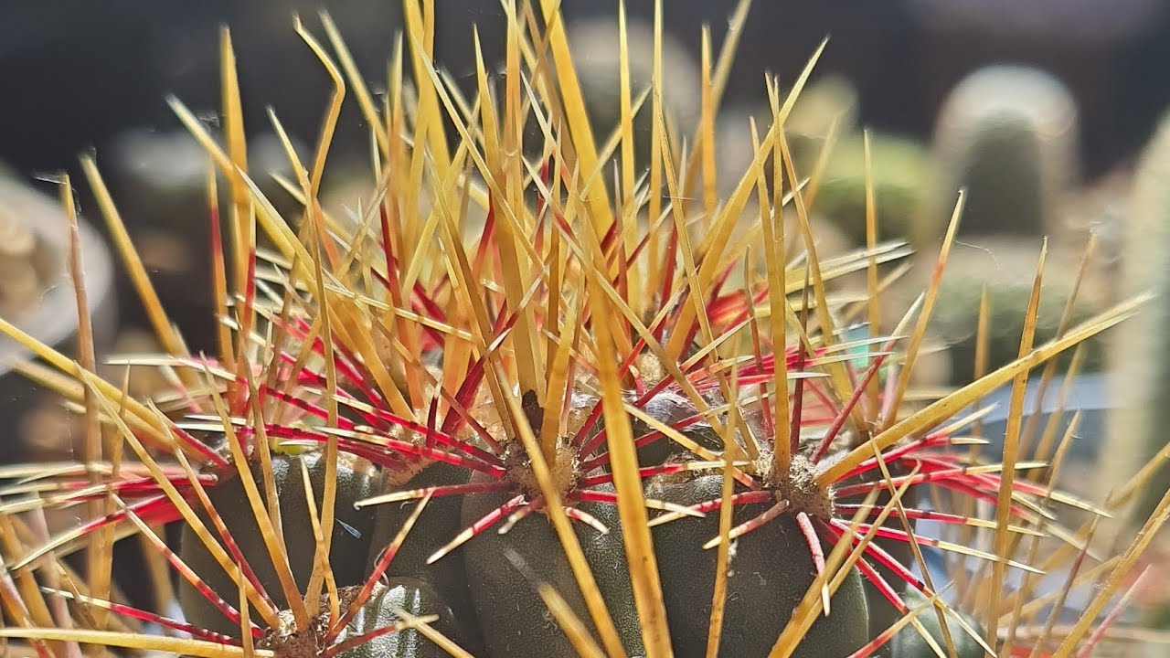 Cactos Com Espinhos no Formato de Agulha:   