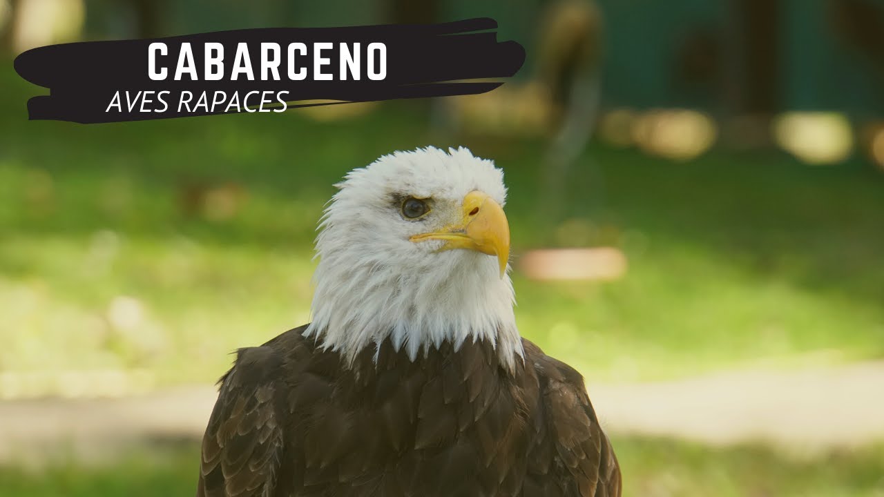🦅 RAPACES CABARCENO en el PARQUE de la NATURALEZA - CANTABRIA
