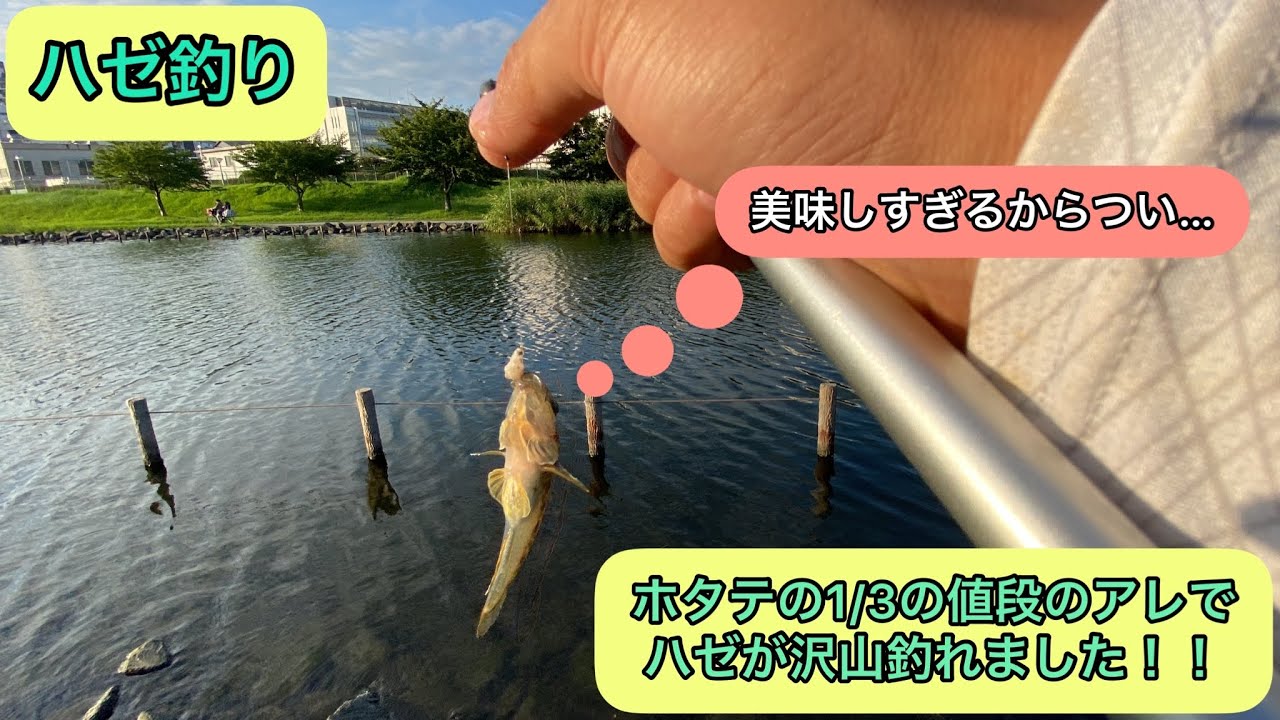 【ハゼ釣り】圧倒的コスパ！！ホタテの3倍安いのに釣れるってマジ？？スーパーで買える、みんな大好きなアレでハゼを釣ってきました（2022年8月）