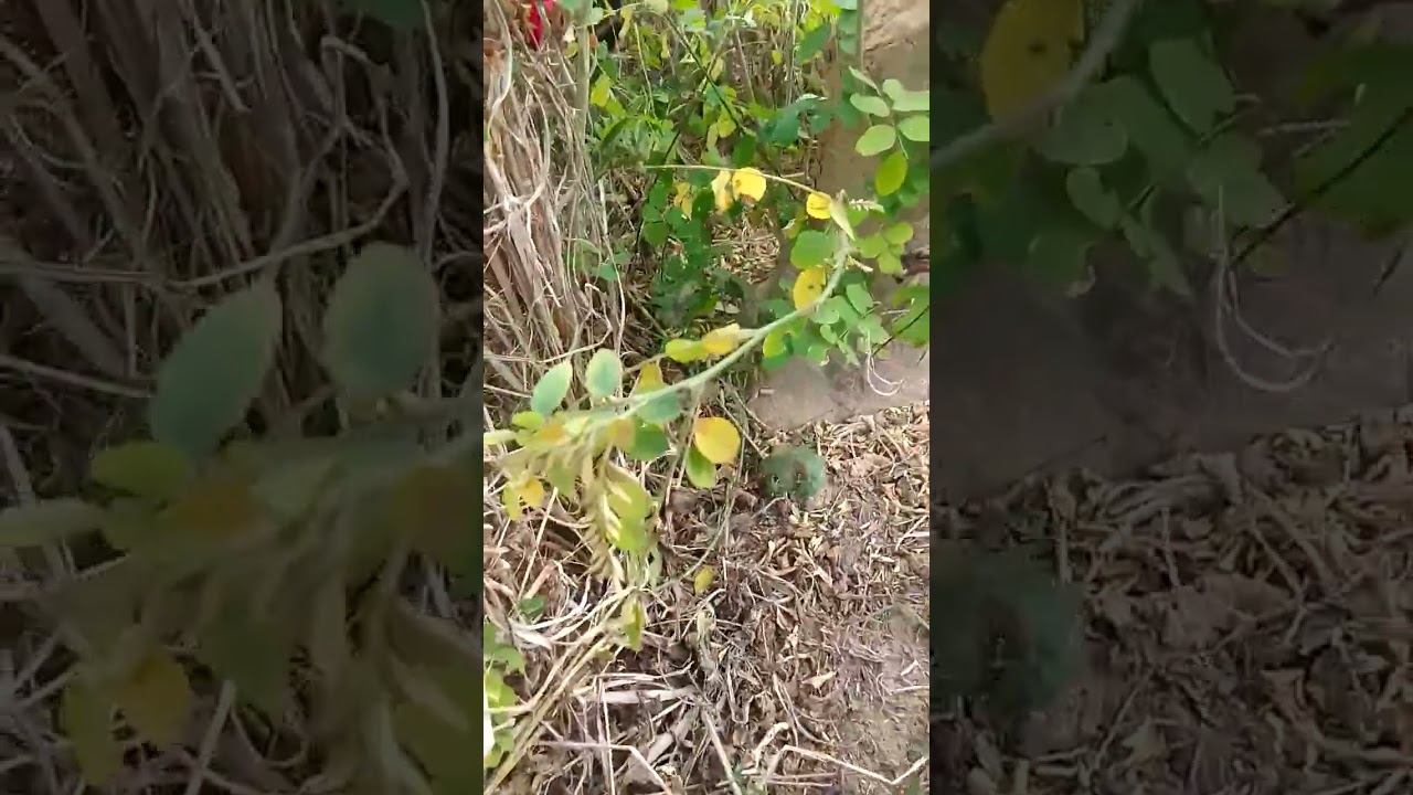 Cleaning plantation garden 