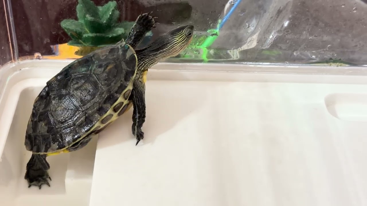 I never give up! Schildkröte/ turtle/ la tortuga/ kilpikonna/ Sköldpadda/ la tartaruga/ Черепаха