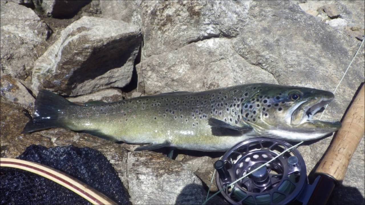 Pêche à la mouche Lac de la fous