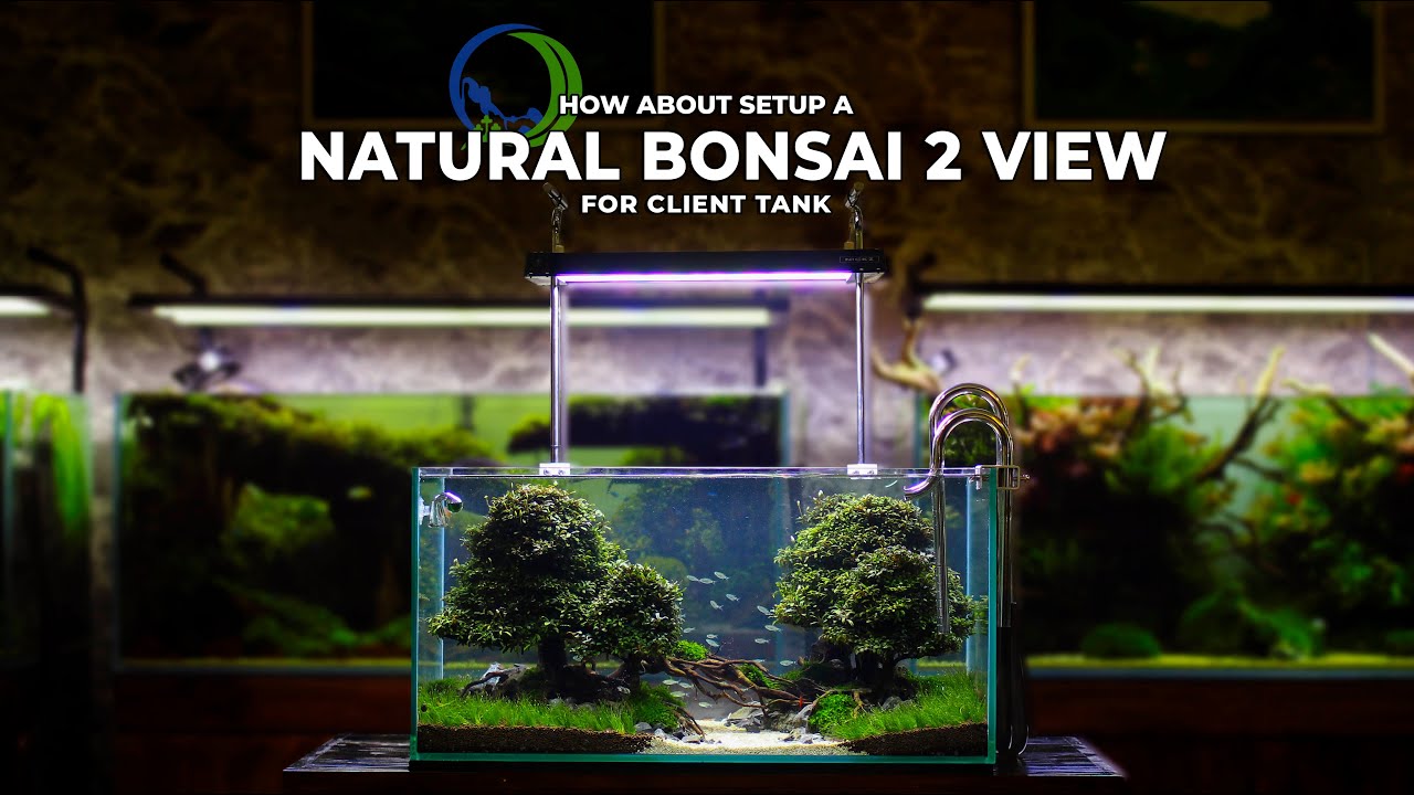 AQUASCAPE BONSAI KAYU RUBUH 2 SISI - 2 VIEW FOR CLIENT TANK 70 CM