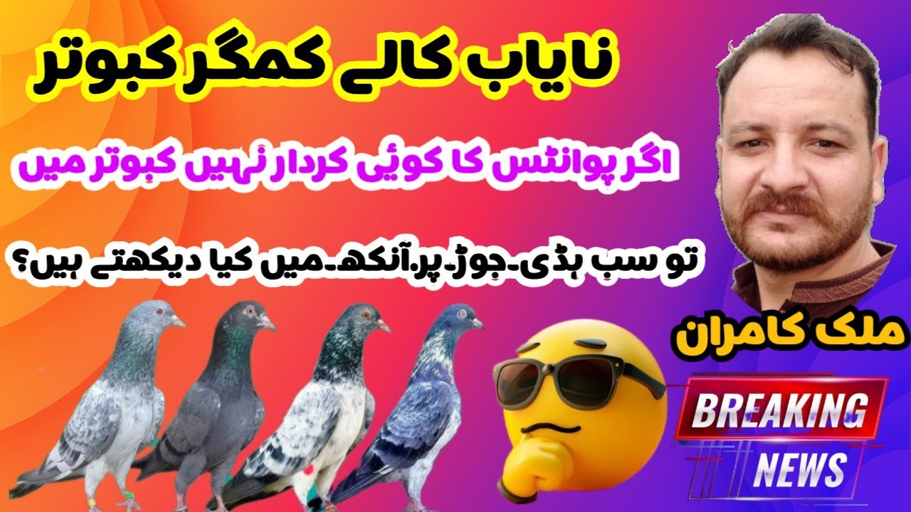 High Flyer Breeder Pigeons Malik Kamran of Abbottabad