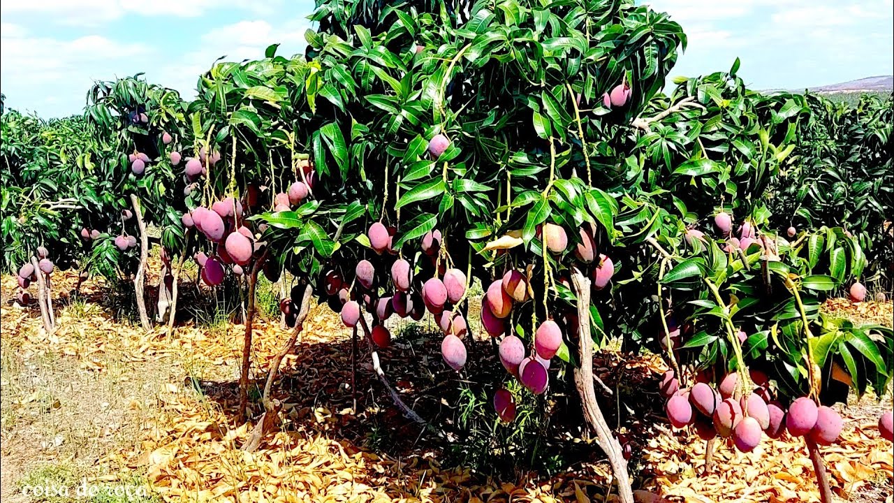 manga palmer super carregada depois da florada recorde