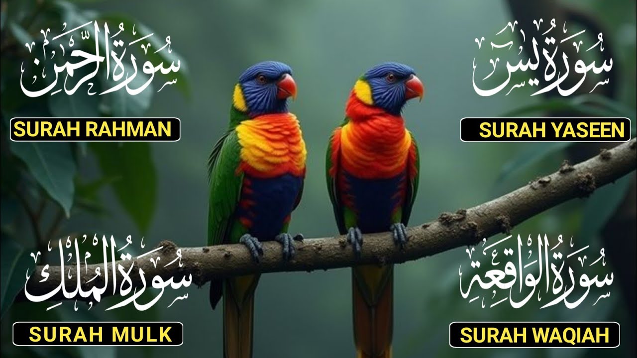 Surah Yaseen ❤ Surah Rahman ❤ Surah Al Waqia ❤ Surah Al mulk Soothing Quran recitation | Ep188
