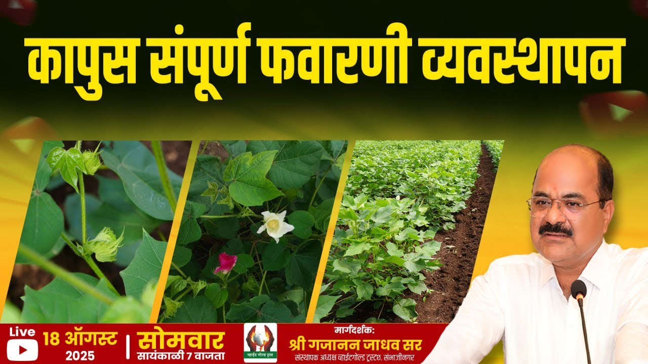 कापुस संपूर्ण फवारणी व्यवस्थापन