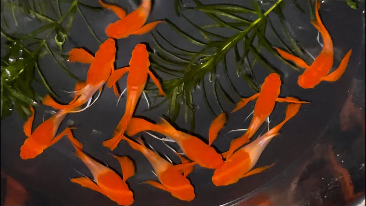 Lên Lại Nhiều Dòng Cá 7 Màu Giá Rẻ + Koi Red Ear Ribong TBb | Guppy| Phúc Phan TV