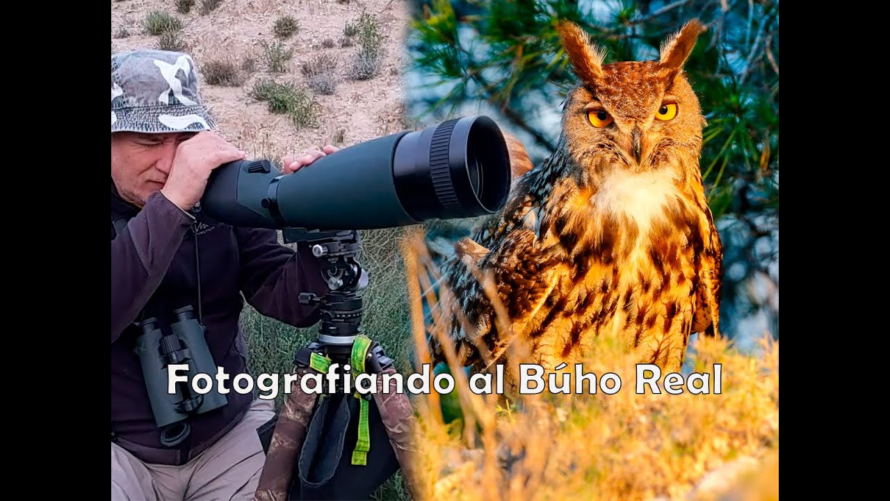 Fotografiando al Búho Real