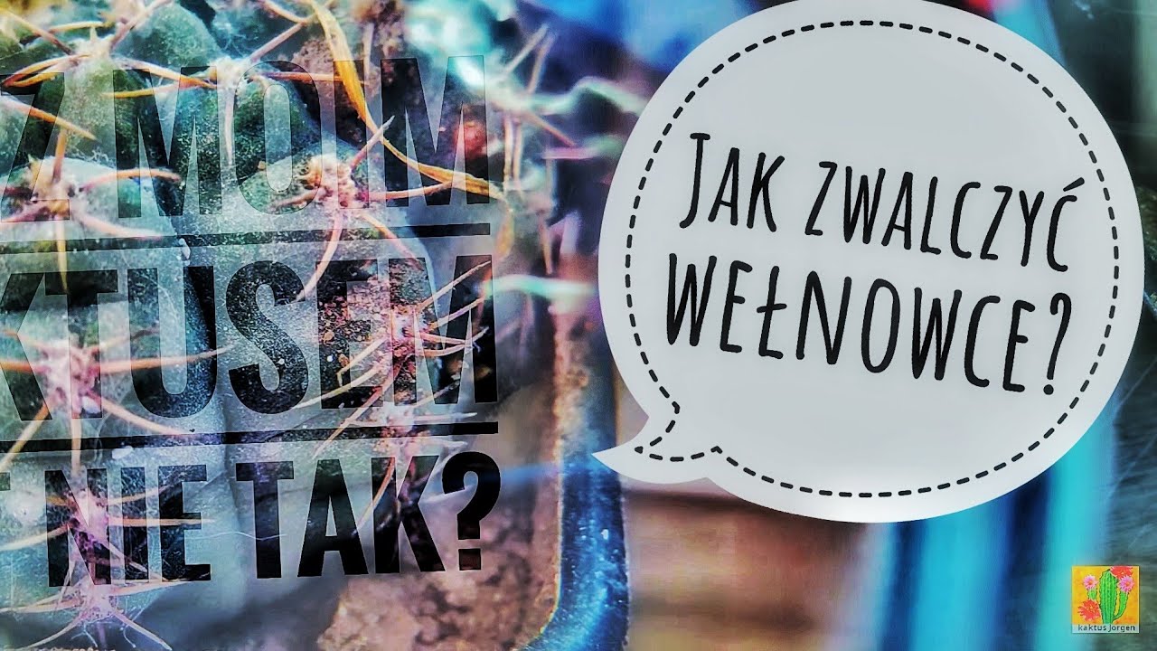 Jak walczyć z Wełnowcem?  Wełnowiec żeruje na kaktusach i SUKULENTACH. Jak w kaktusy ?