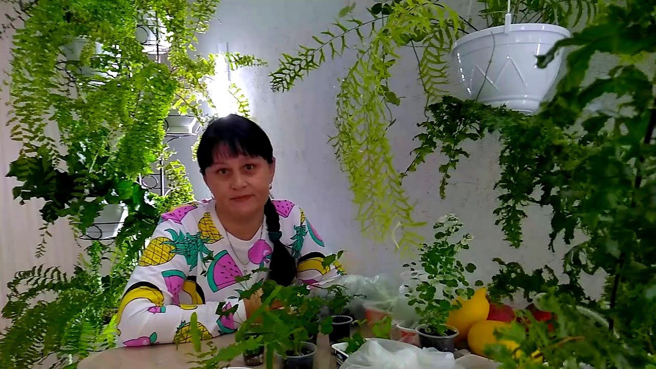 #Мои_комнатные_растения_2021 // Папоротники из спор // #Микросорум_Африка