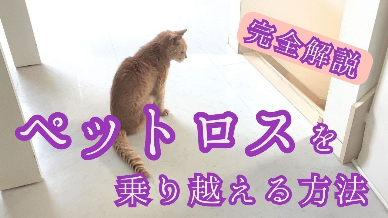 【ペットロスとは何か】症状と乗り越え方を完全解説　今日からあなたも一歩前へ歩み始めましょう。