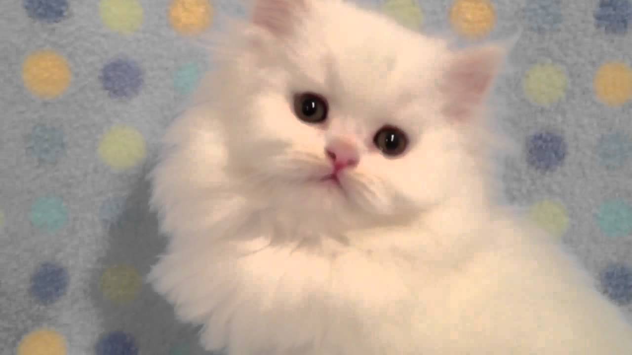 Clover - Male Copper Eyed White Persian Kitten from Daphne's Dolls Cattery