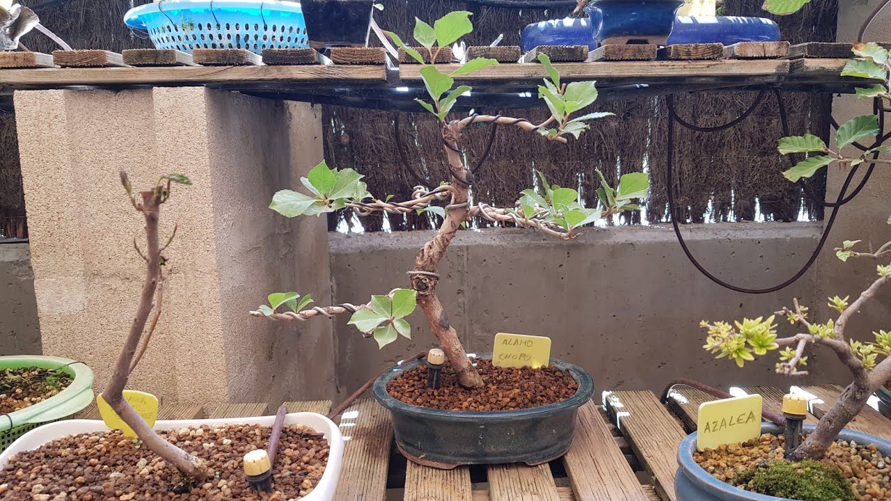 Pinzado de Alamo Bonsai de Semilla (19/07/2021)