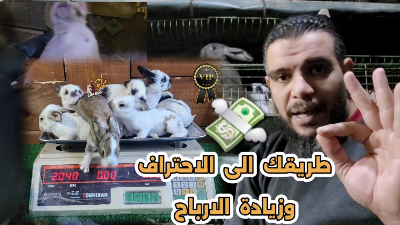 لا تفعل هذه الطريقة الا اذا كنت محترف تربية ارانب اسمع معايا وحافظ على الانتاج