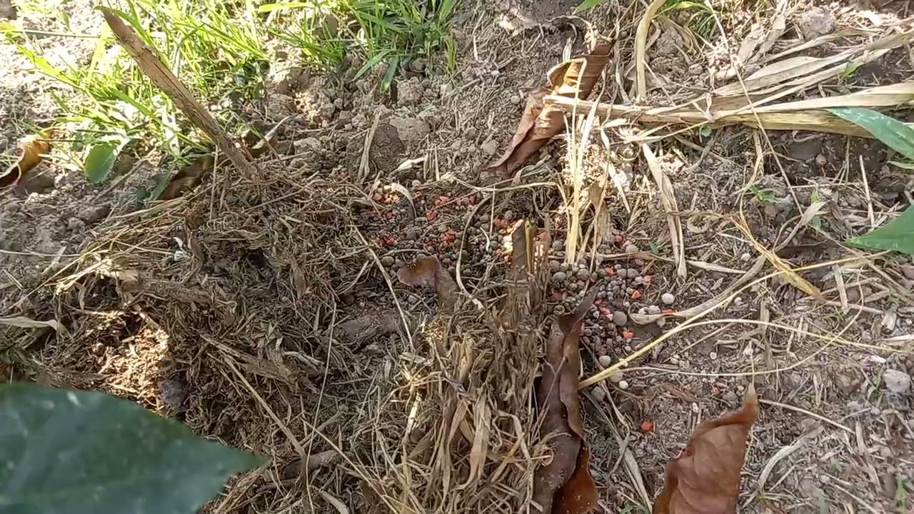 Plaga de simbiosis: hormiga y cochinilla o escamas