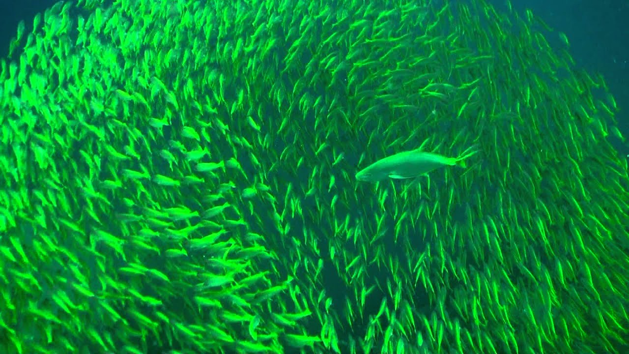 Wave subduer Full HD / Diving Thailand Sail Rock Underwater video
