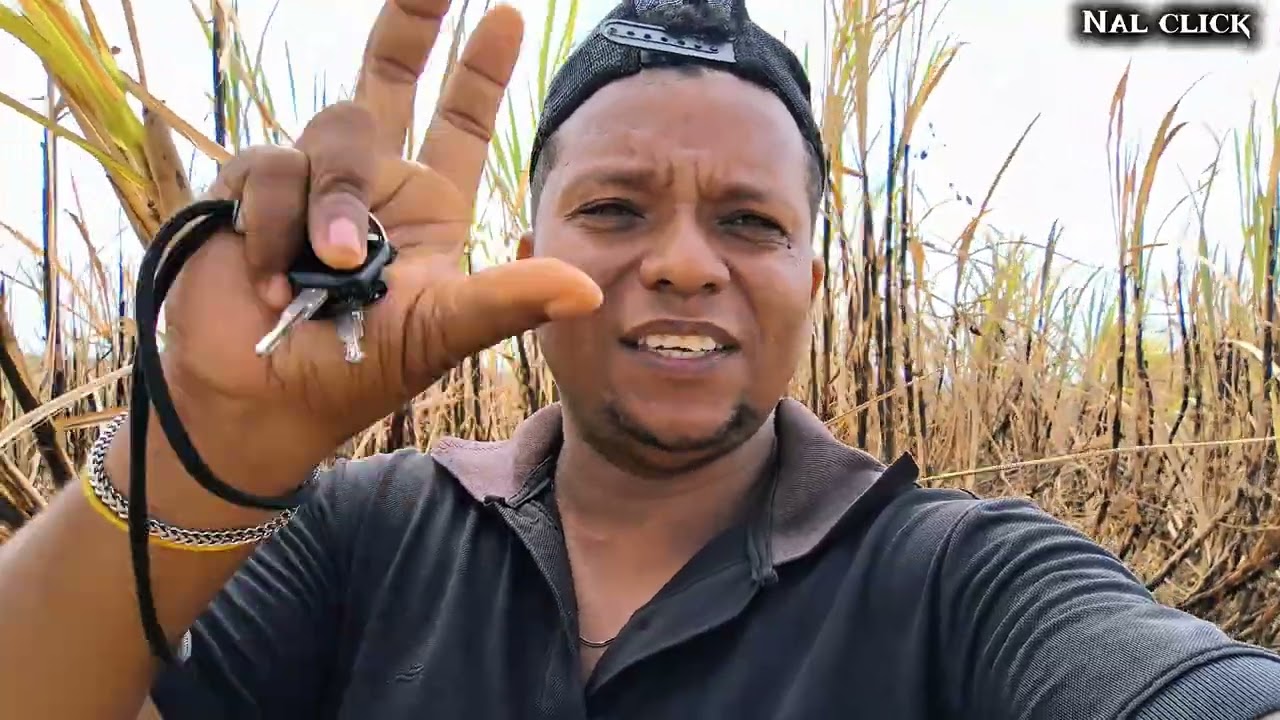 Corte de cana na segunda mata do engenho macaco 