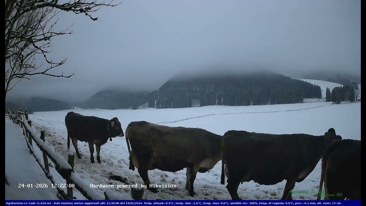 2026-01-24 Webcam Cansiglio - verso la piana dei 