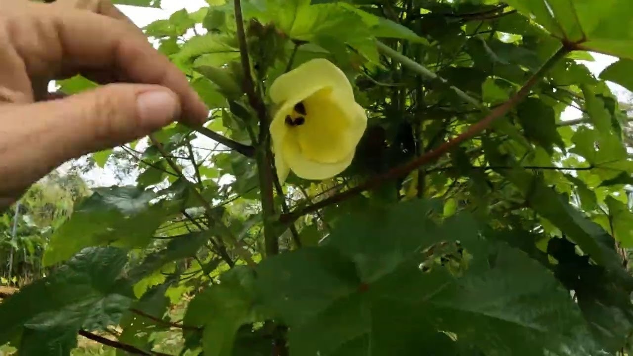 Does Okra Grow on Trees?