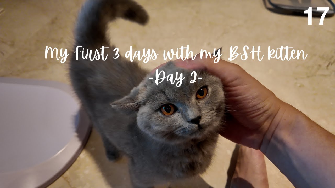[4K][17]My first 3 days with my BSH kitten...FINALLY! -Day 2- 🐈❤️😍❤️🐈