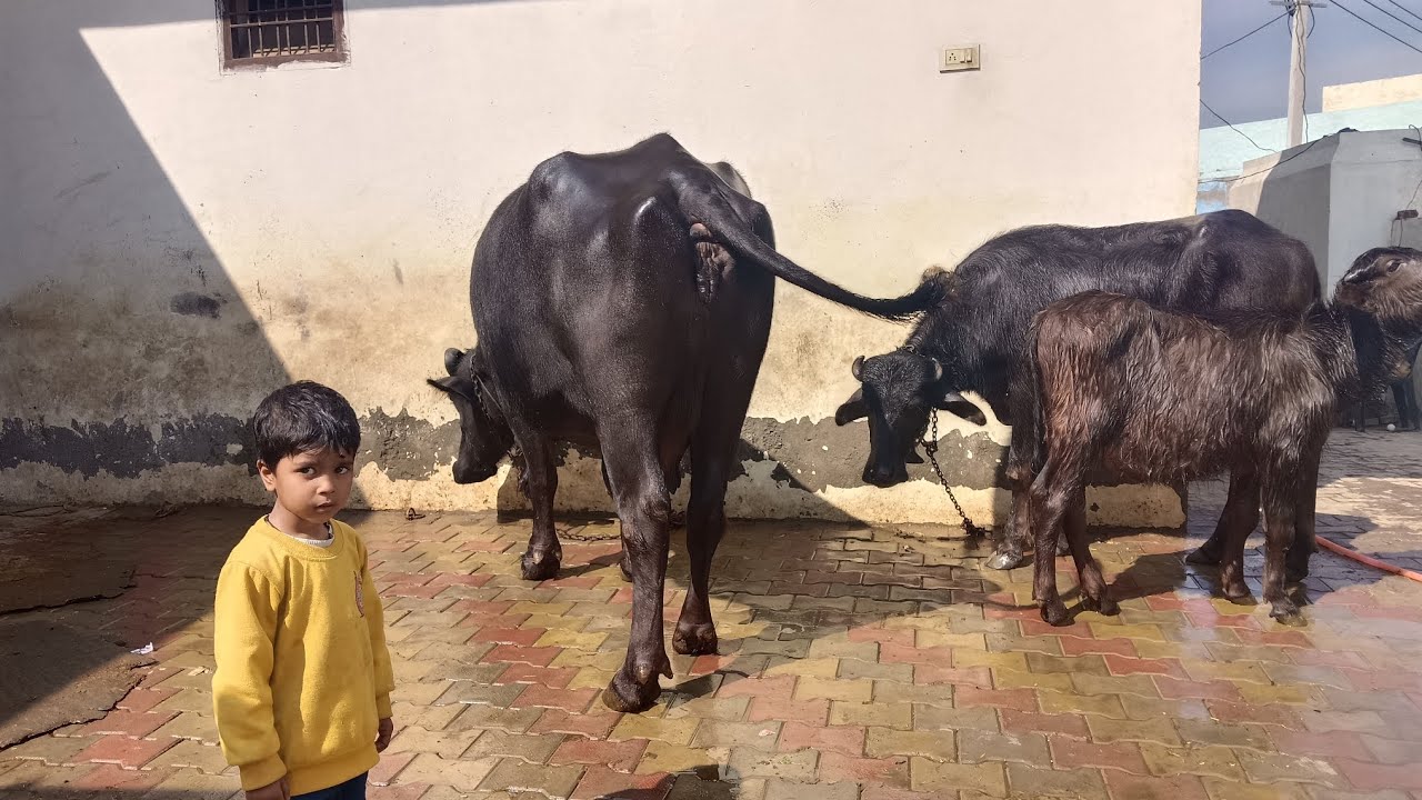 आज की विडियो अपने घर  से एक छोटी-सी भैंस की जानकारी के साथ @desi kissan98 #murha#cow 