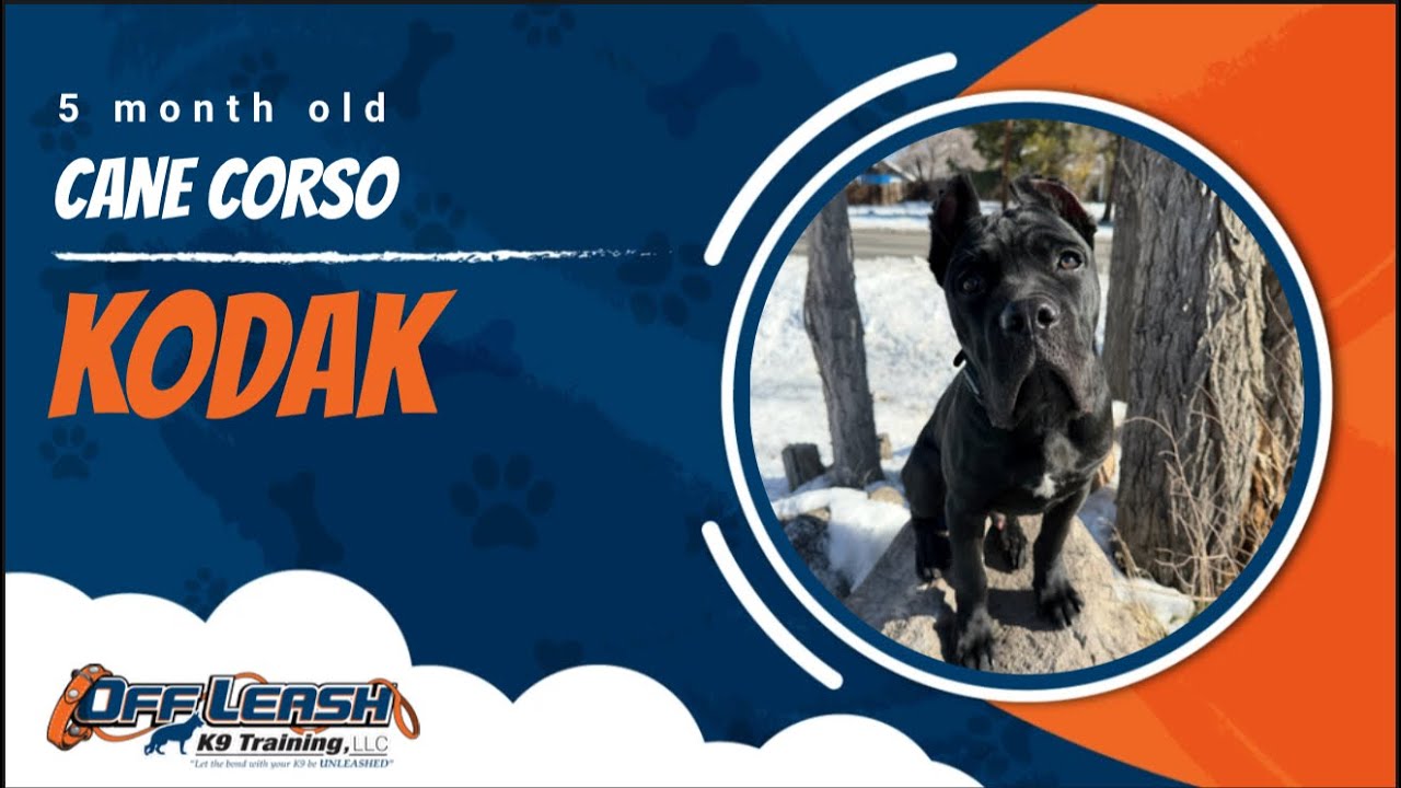 Cane Corso 🐾Off Leash Training | Best Dog Trainer | Reno, NV🐾
