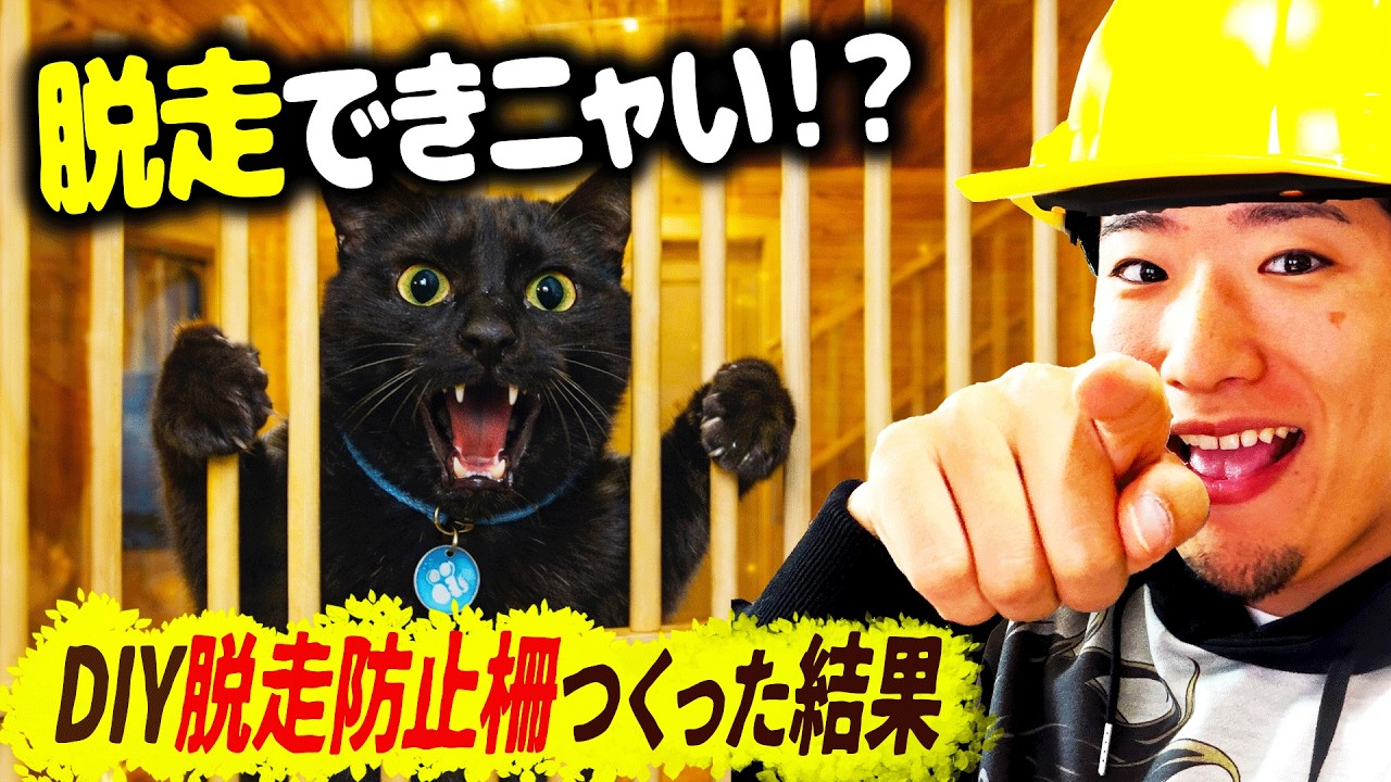 猫の脱走防止にDIY柵を作った結果…