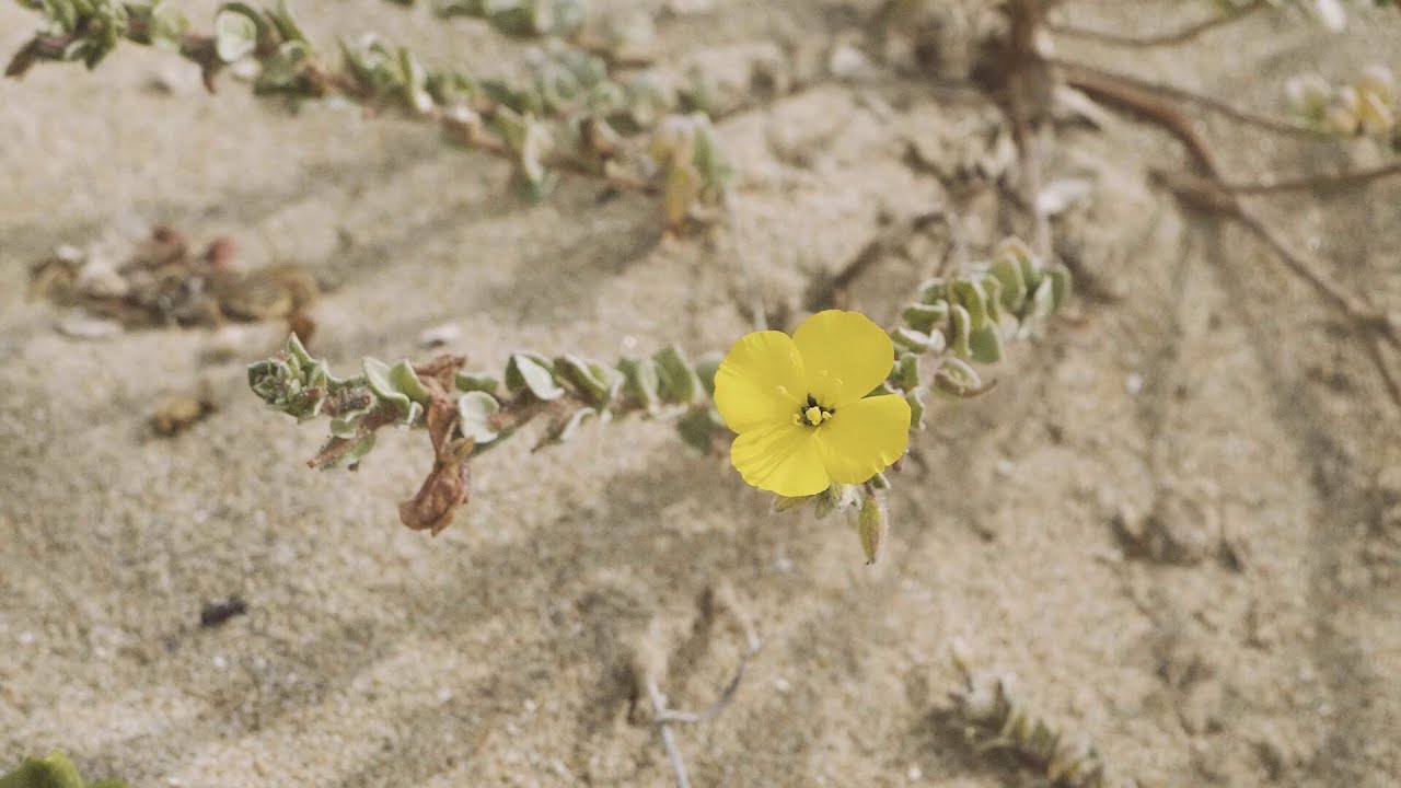 Americana - Vol. 1 [Nature Visualizer]